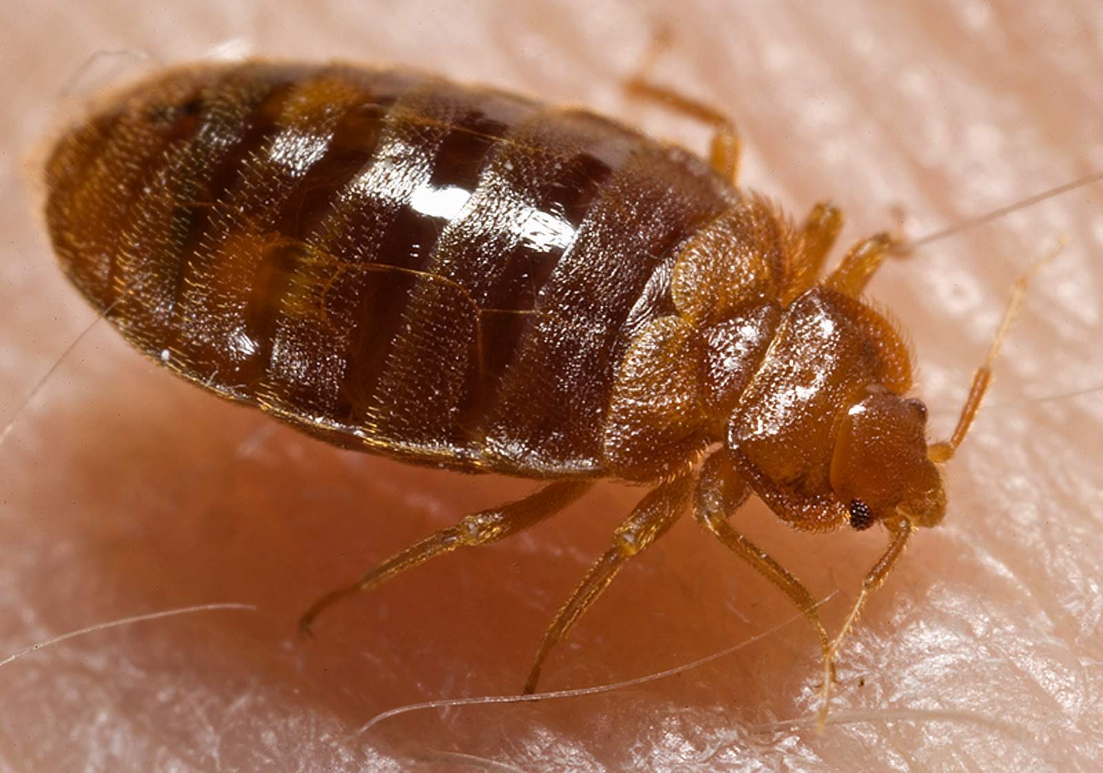 Bed bug identified for treatment